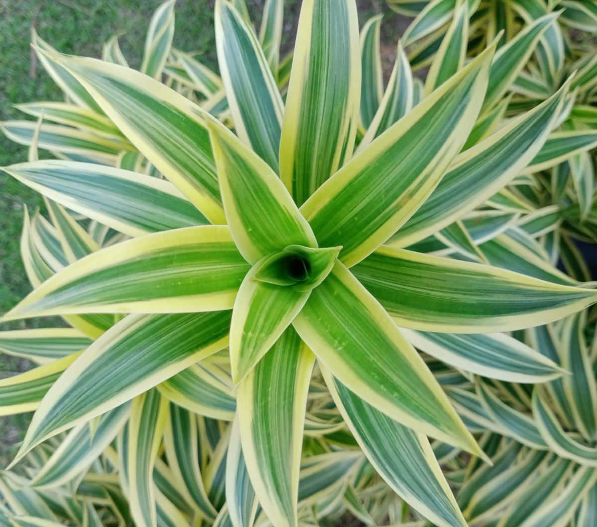 Song of India yellow variegated dracaena