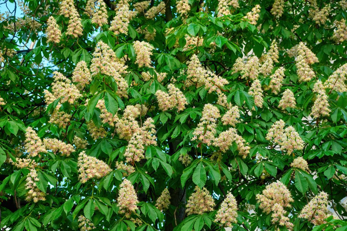 White flowering horse chestnut tree