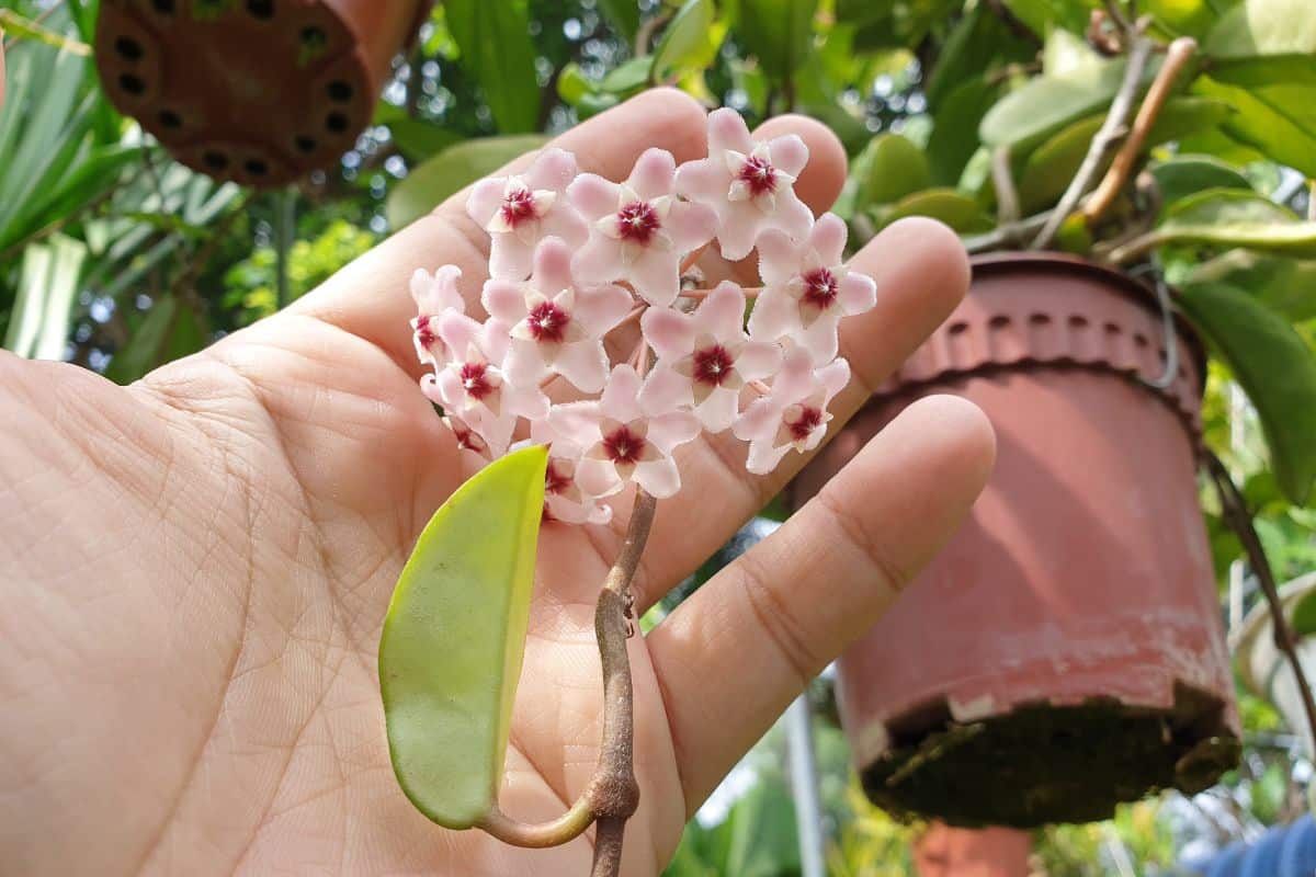 A hanging hoya plant in bloom