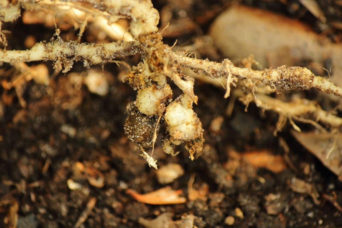 Root damage caused by nematodes