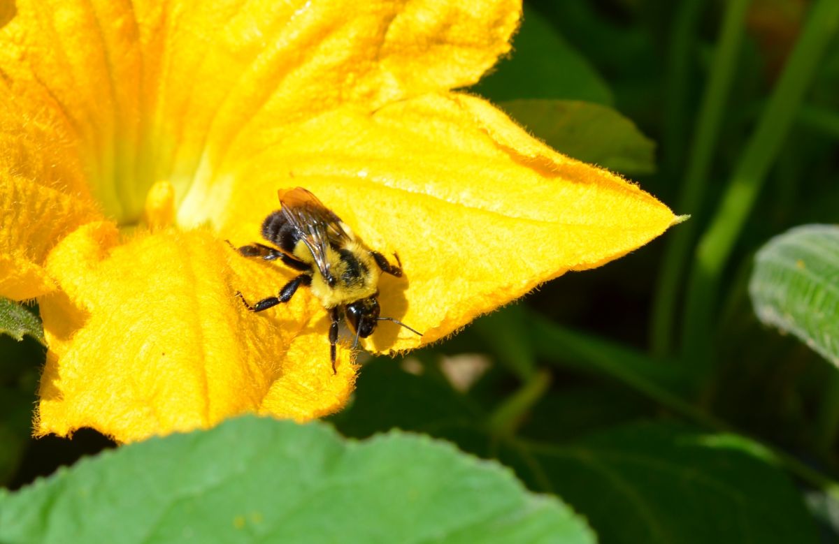 A bee on a squash blossom