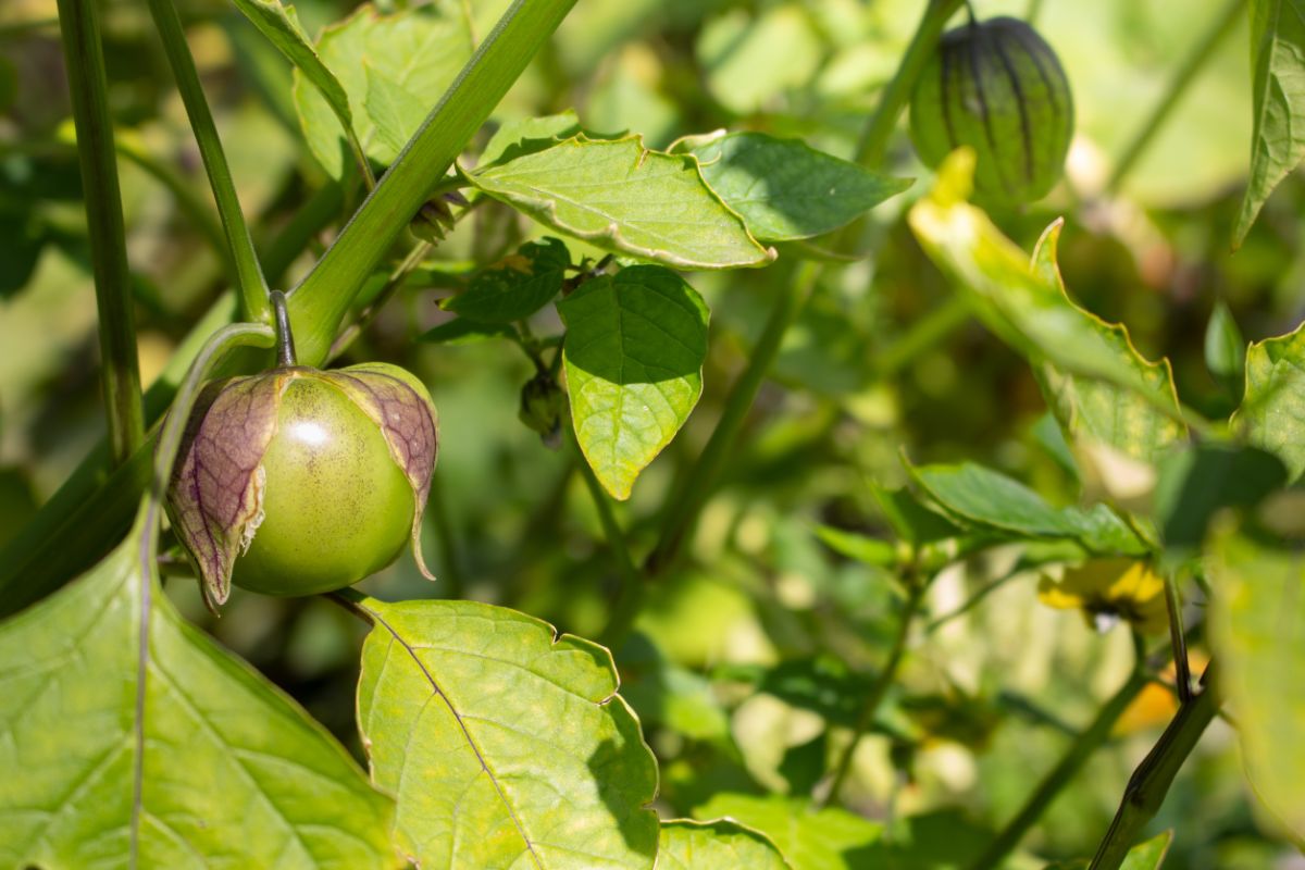 Green tomatillos on the vine