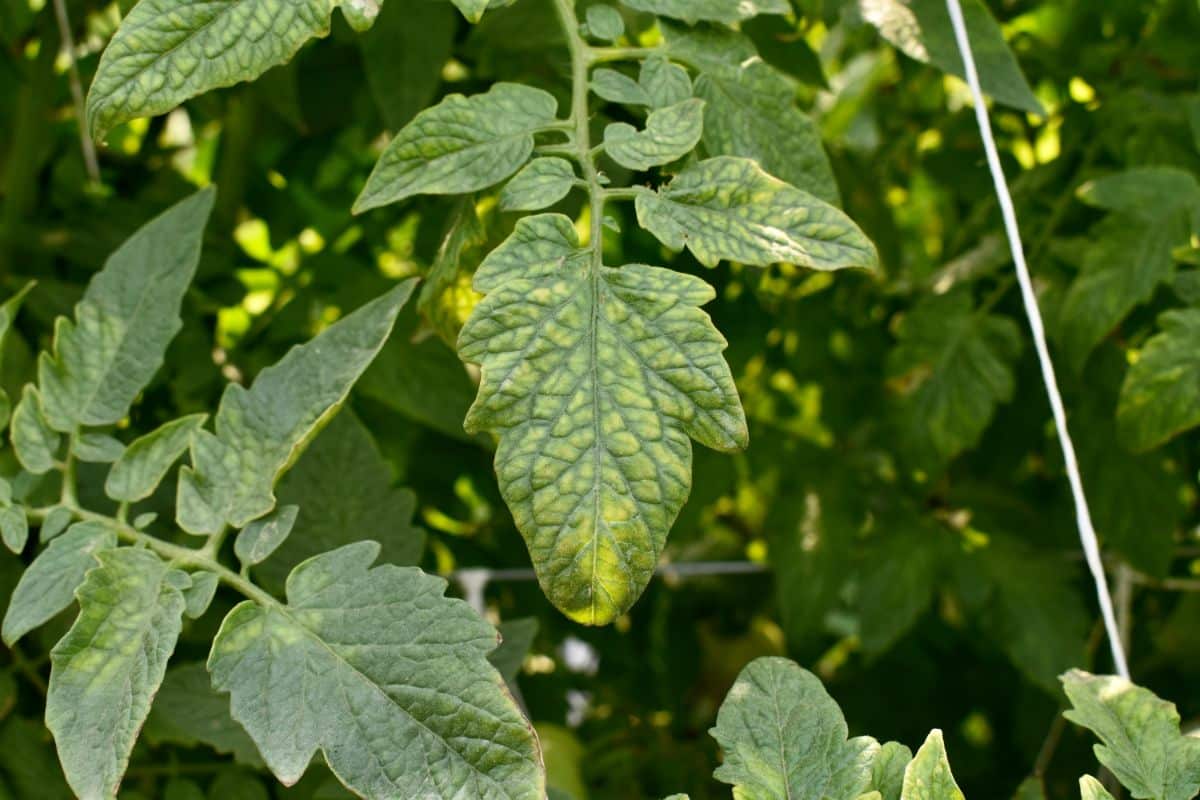 Tomato plants impacted by poor nutrition