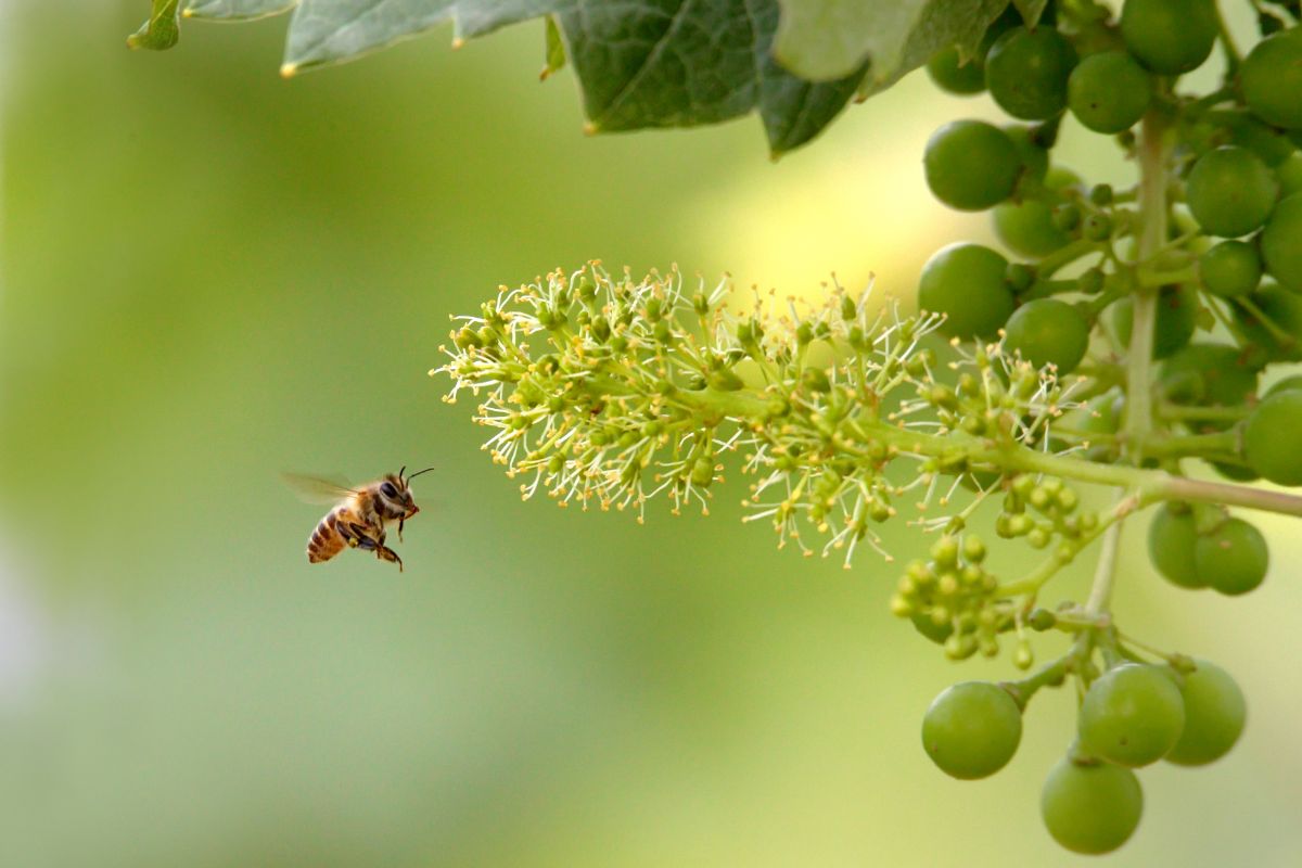 A honeybee going to grape blossoms