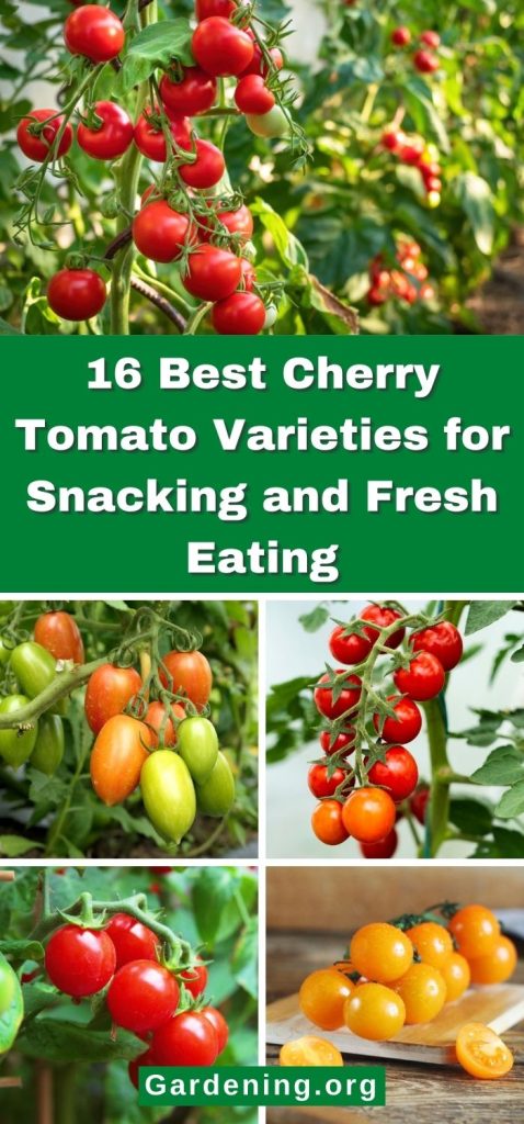 16 Best Cherry Tomato Varieties for Snacking and Fresh Eating pinterest image.