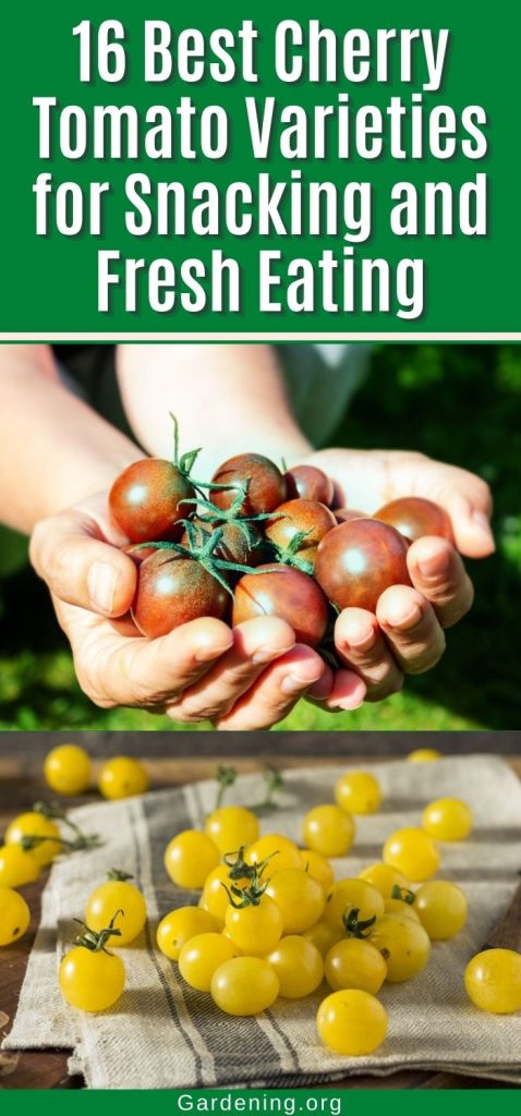 16 Best Cherry Tomato Varieties for Snacking and Fresh Eating pinterest image.