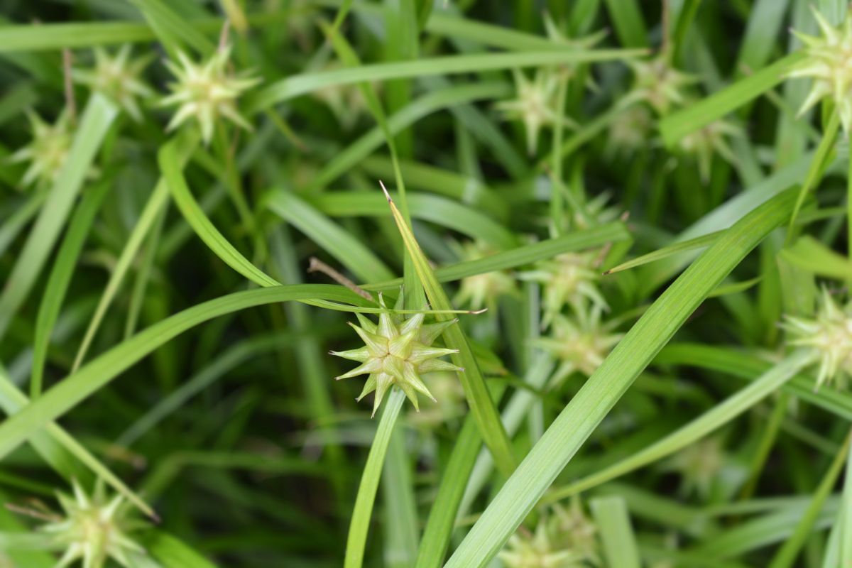 mace-like bur sedge spikelets