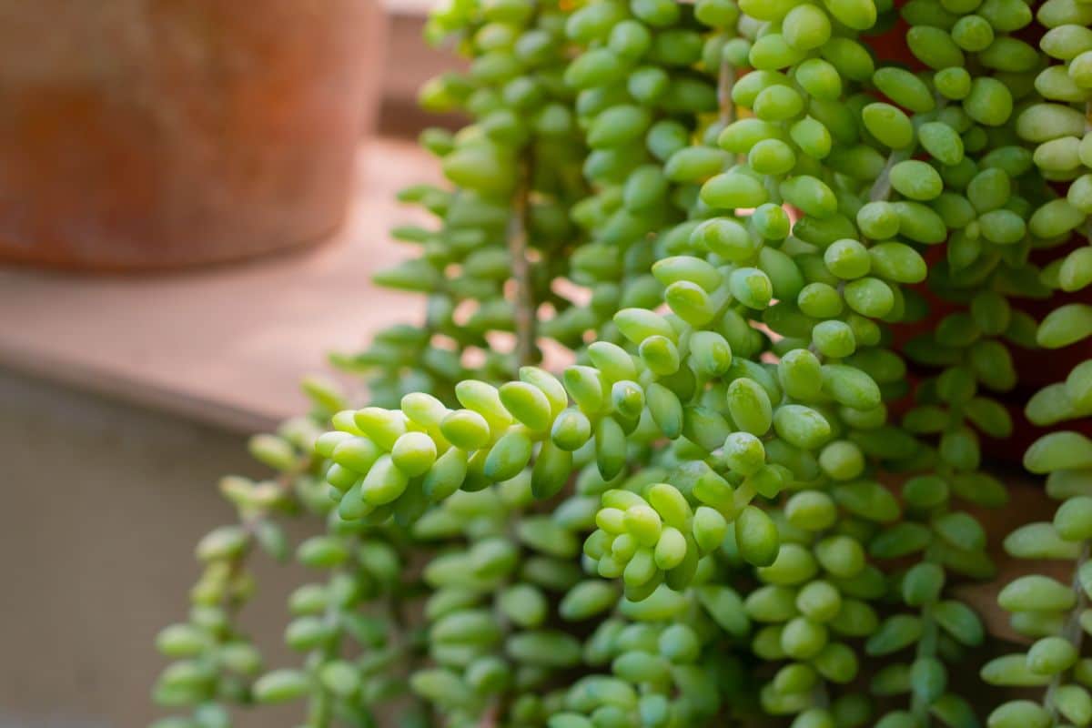 Burro's tail succulent plant