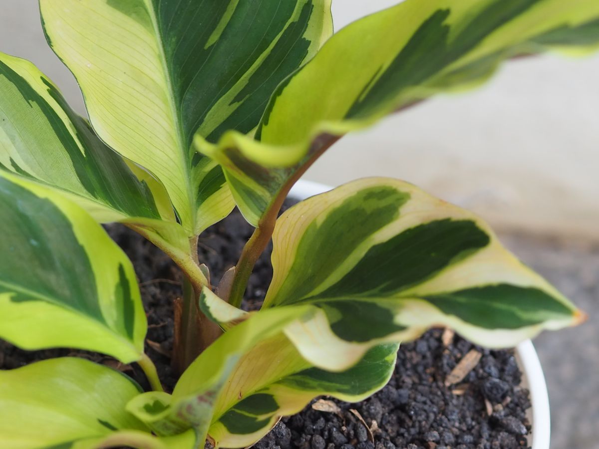 Yellow Fusion Calathea