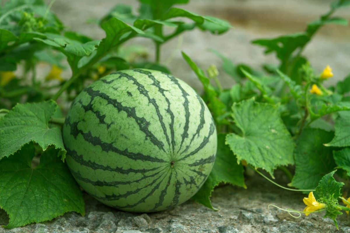 A homegrown watermelon in a garden