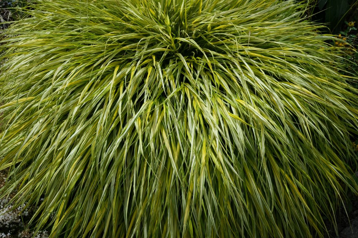 Large tufted creek sedge plant