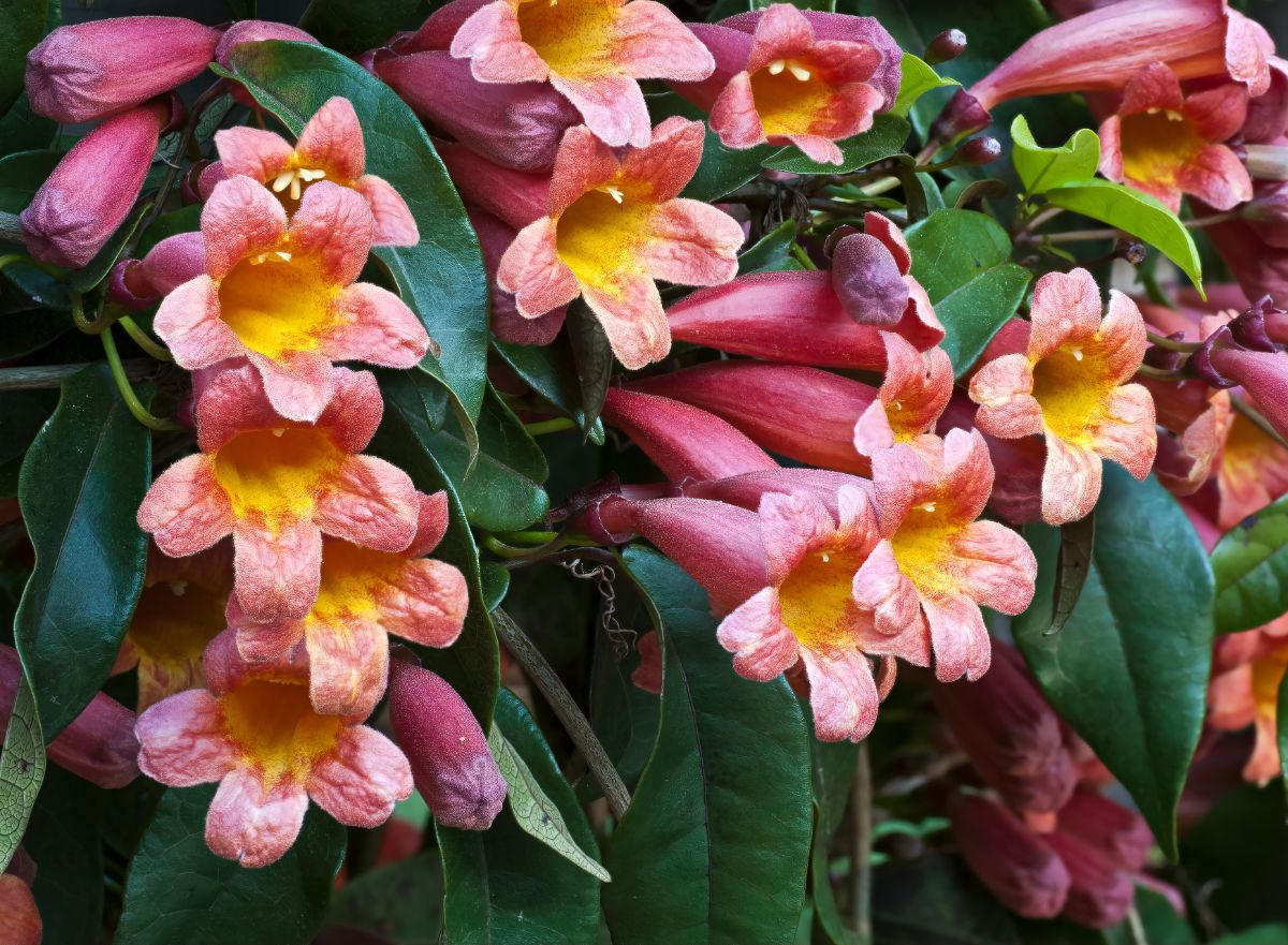 Papery pink and yellow crossvine flowers