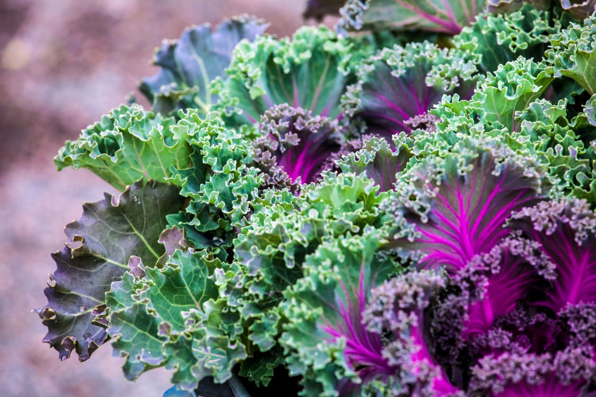 Green and purple kale in an autumn garden