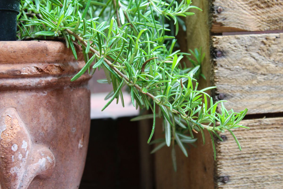 Rosemary growing in summer heat