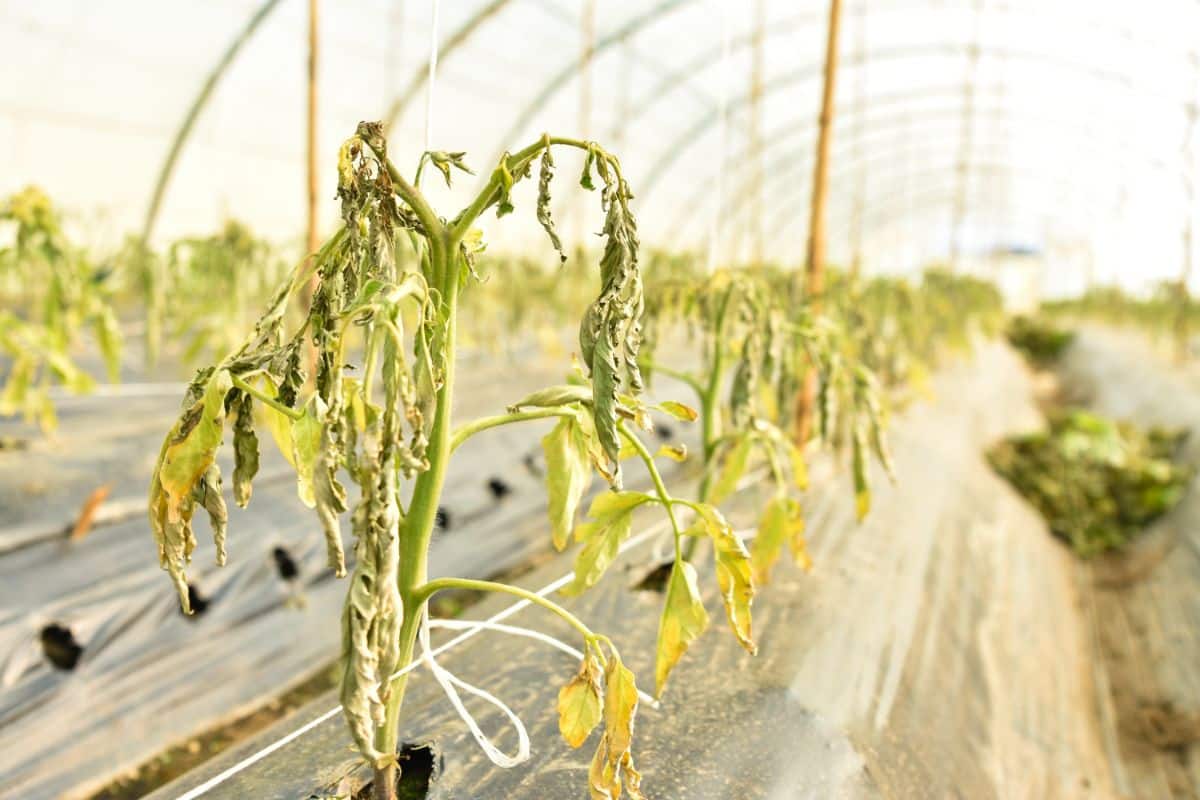 Yellowed and dying tomato plants exposed to herbicides