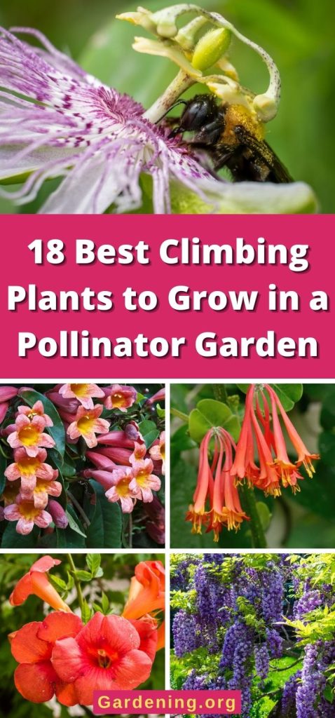 18 Best Climbing Plants to Grow in a Pollinator Garden pinterest image.