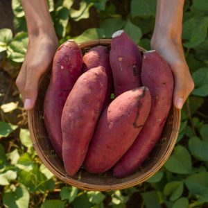 A farmer holds a basket full of freshly harvested sweet potatoes.