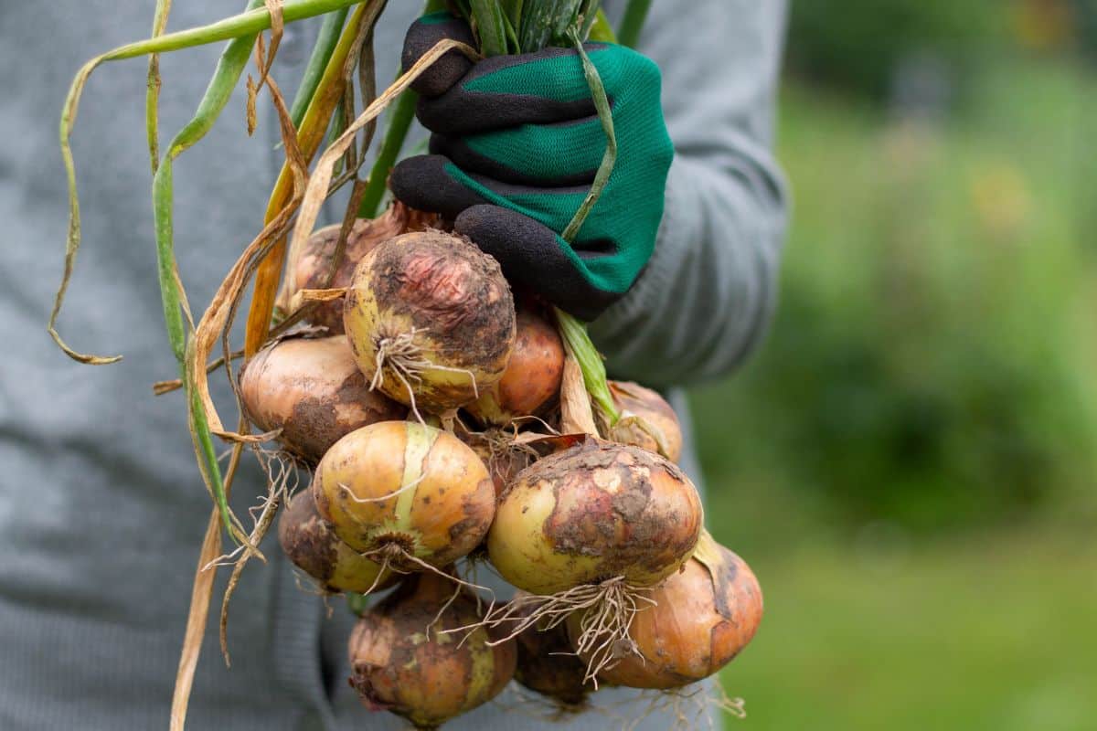 Fresh onion bulbs pulled from the ground