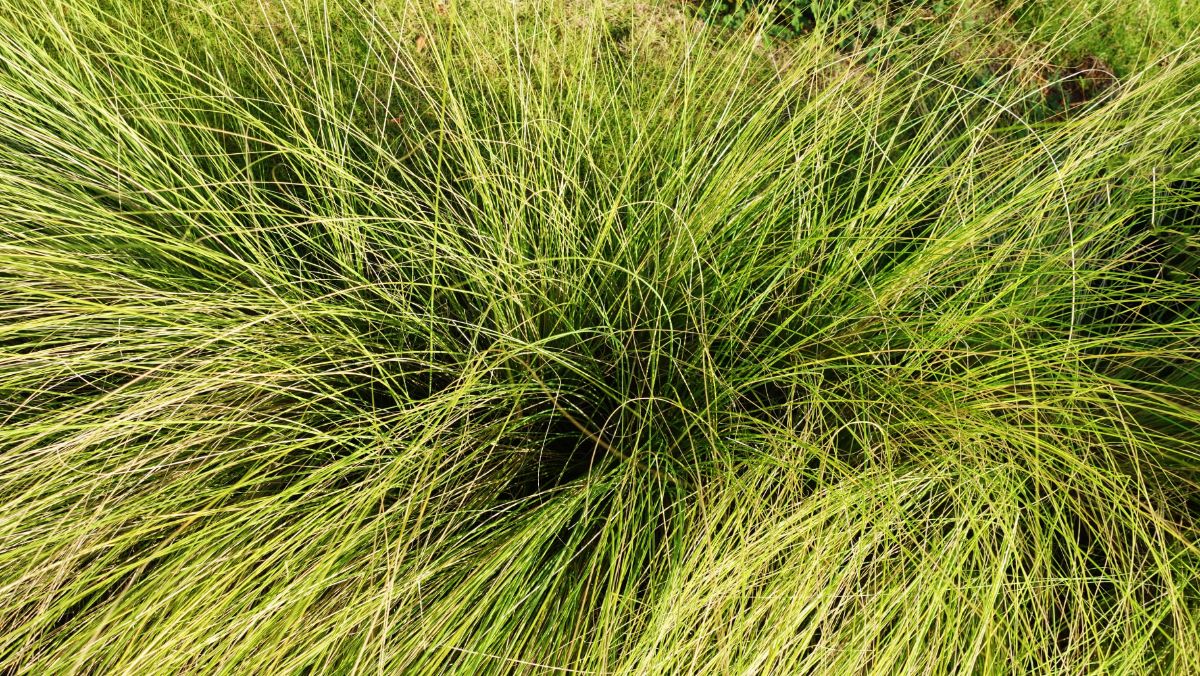 Mounded tufts of Pennsylvania sedge 