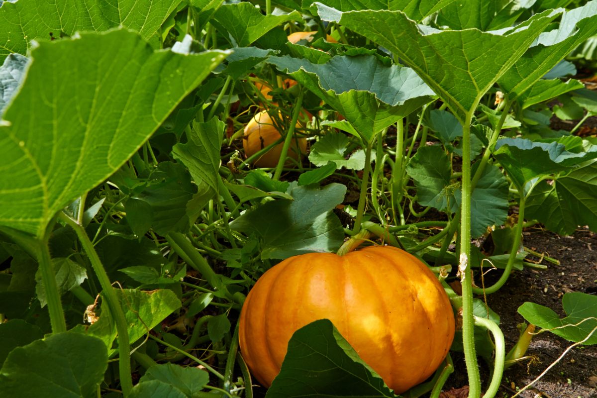 Orange pumpkins growing under large green vines