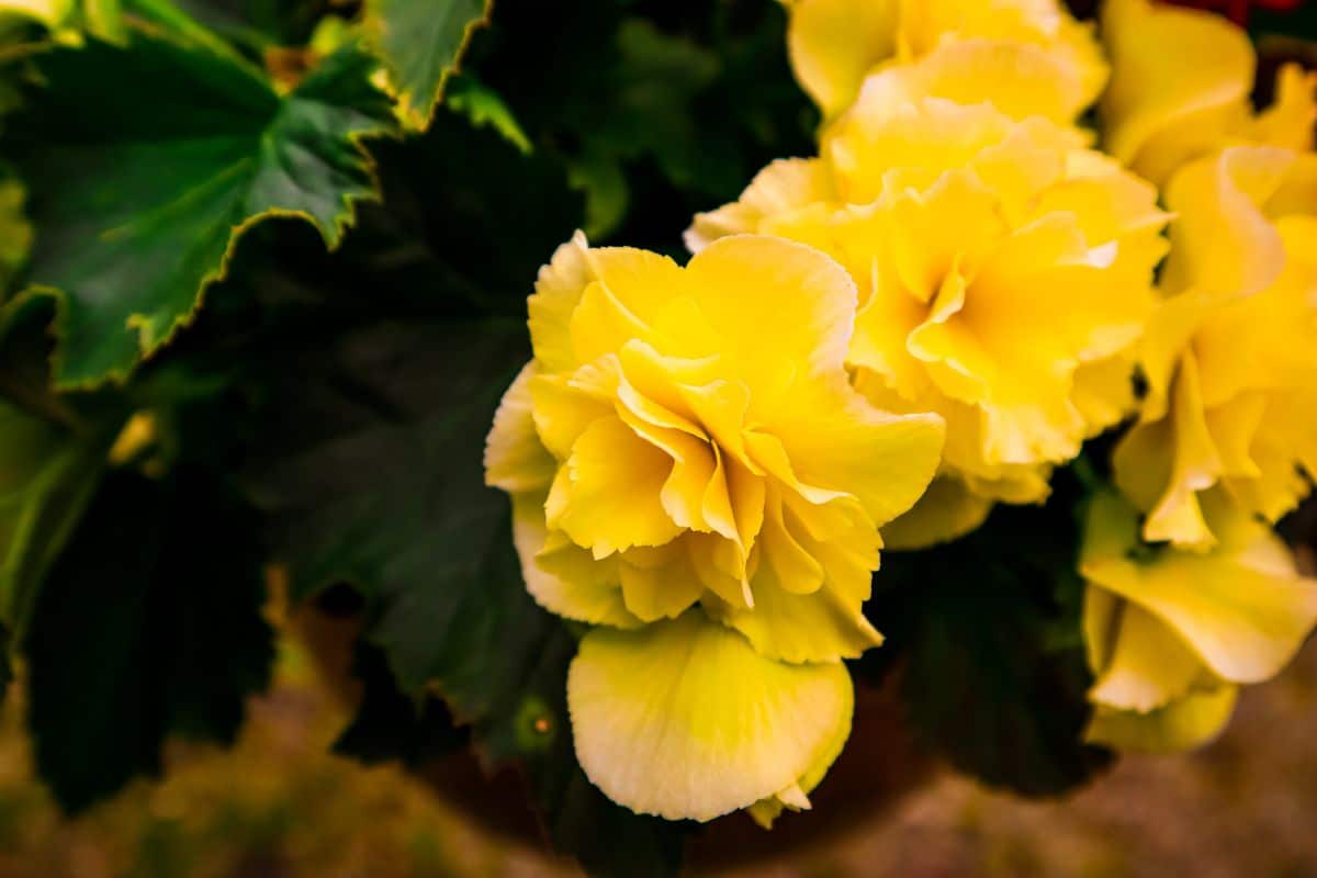 Nonstop Yellow begonia in flower