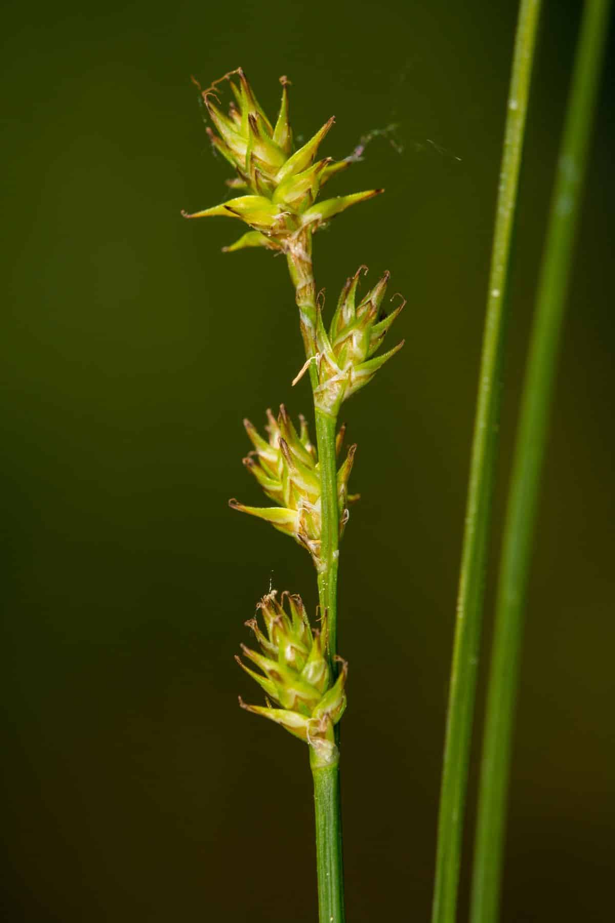 Spiky seed heads on Eastern star sedge