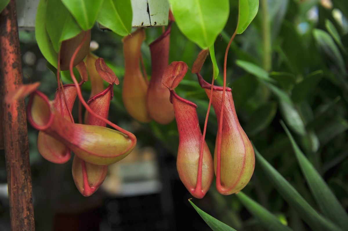 Hanging carnivorous pitcher plant