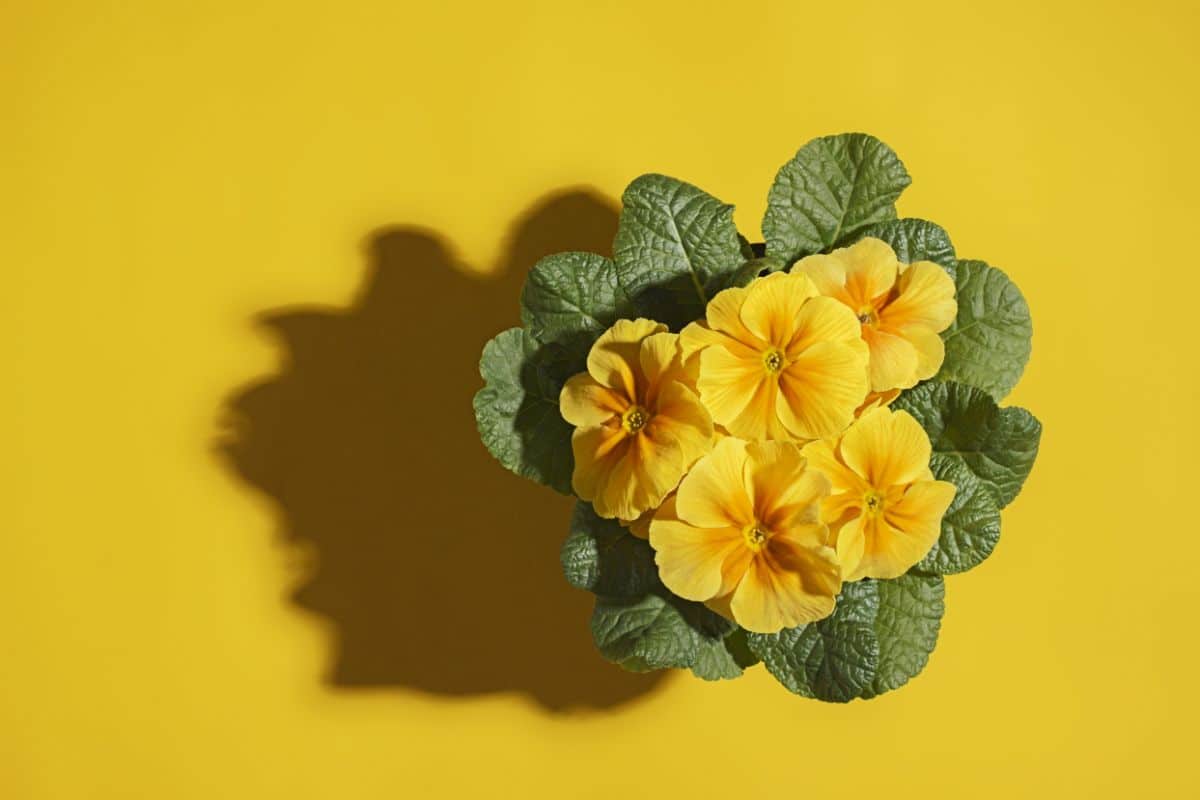 Yellow flowering potted primrose