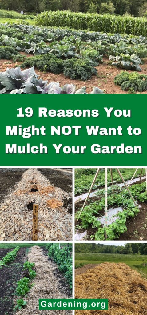 19 Reasons You Might NOT Want to Mulch Your Garden pinterest image.