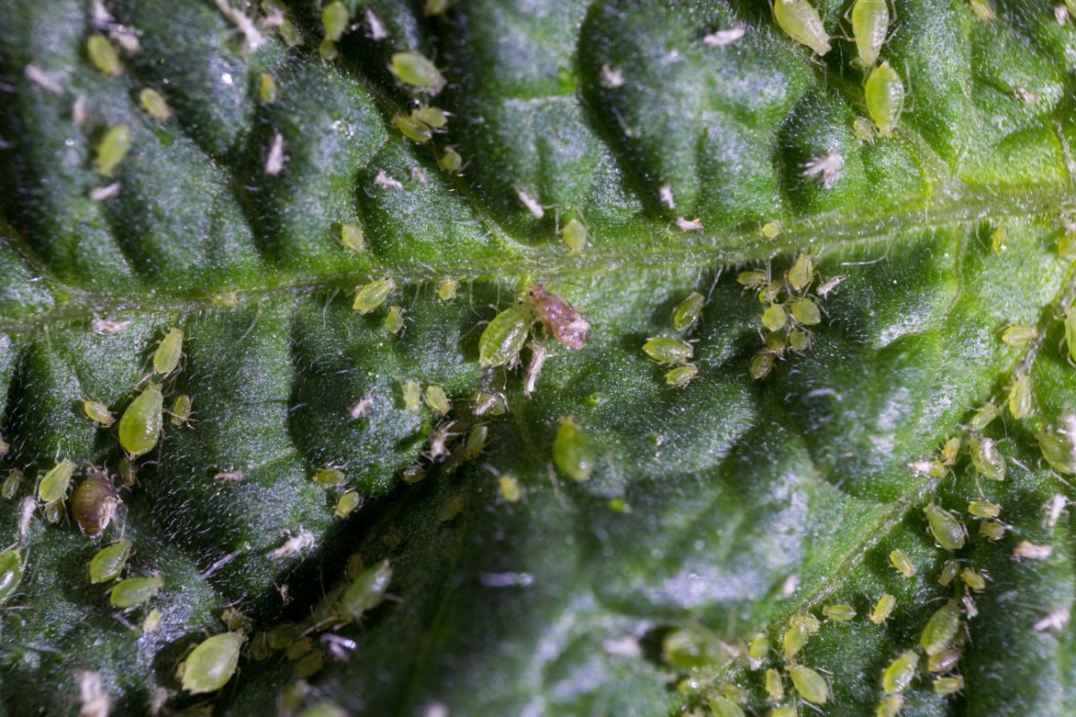 Aphids chewing tomato leaves