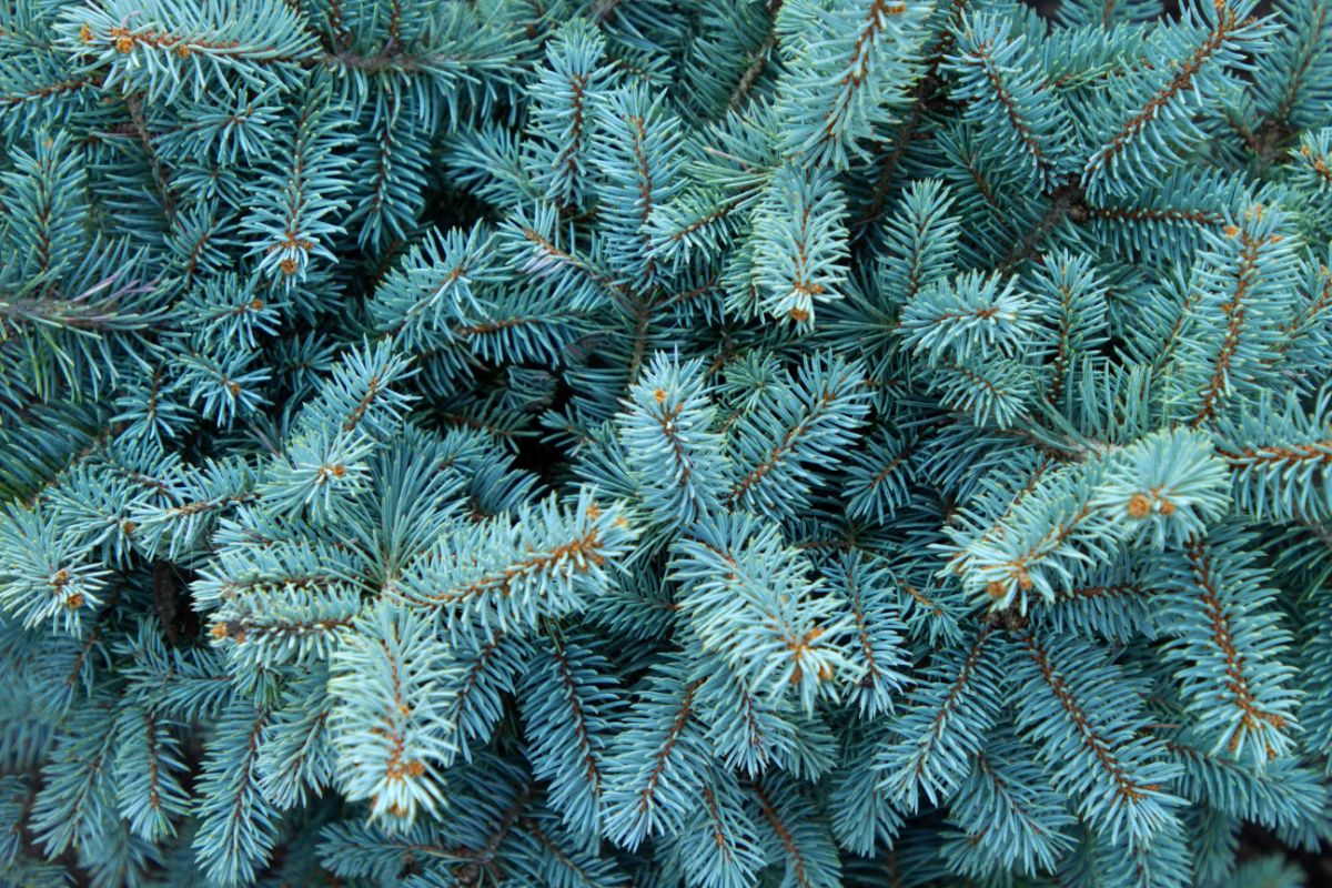 Evergreen conifer needles for foraging