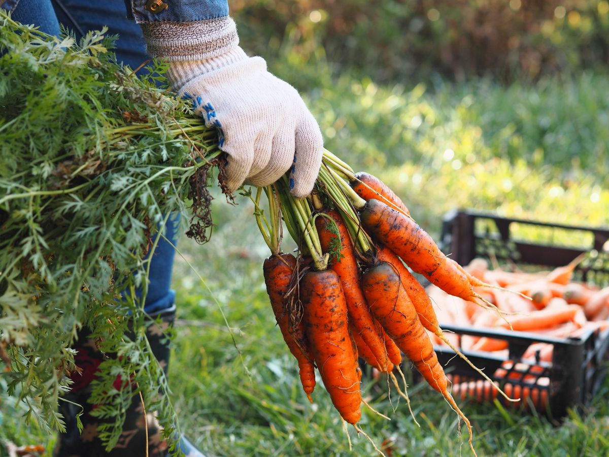 A gardener harvesting fresh carrots