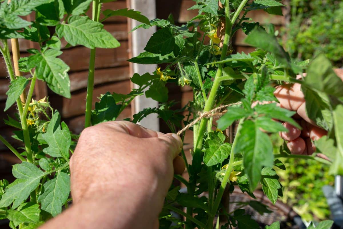 A man tying tomatoes in a Florida weave system