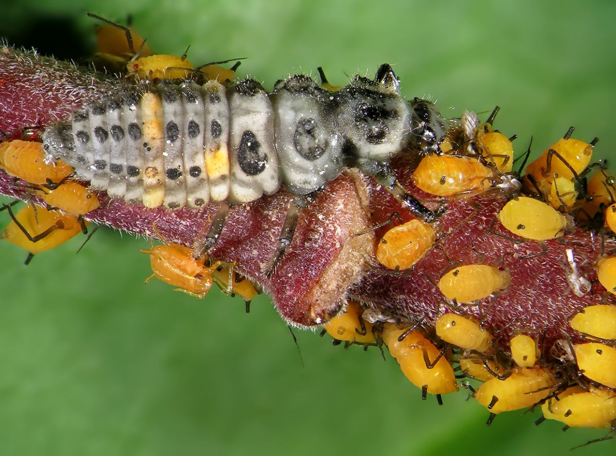 A larval ladybug eats soft bodied insects