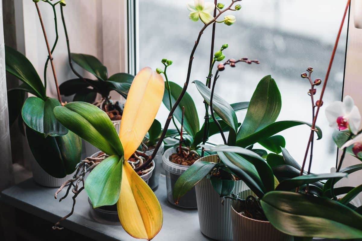 A collection of Phalaenopsis orchids in various stages of blooming and growth