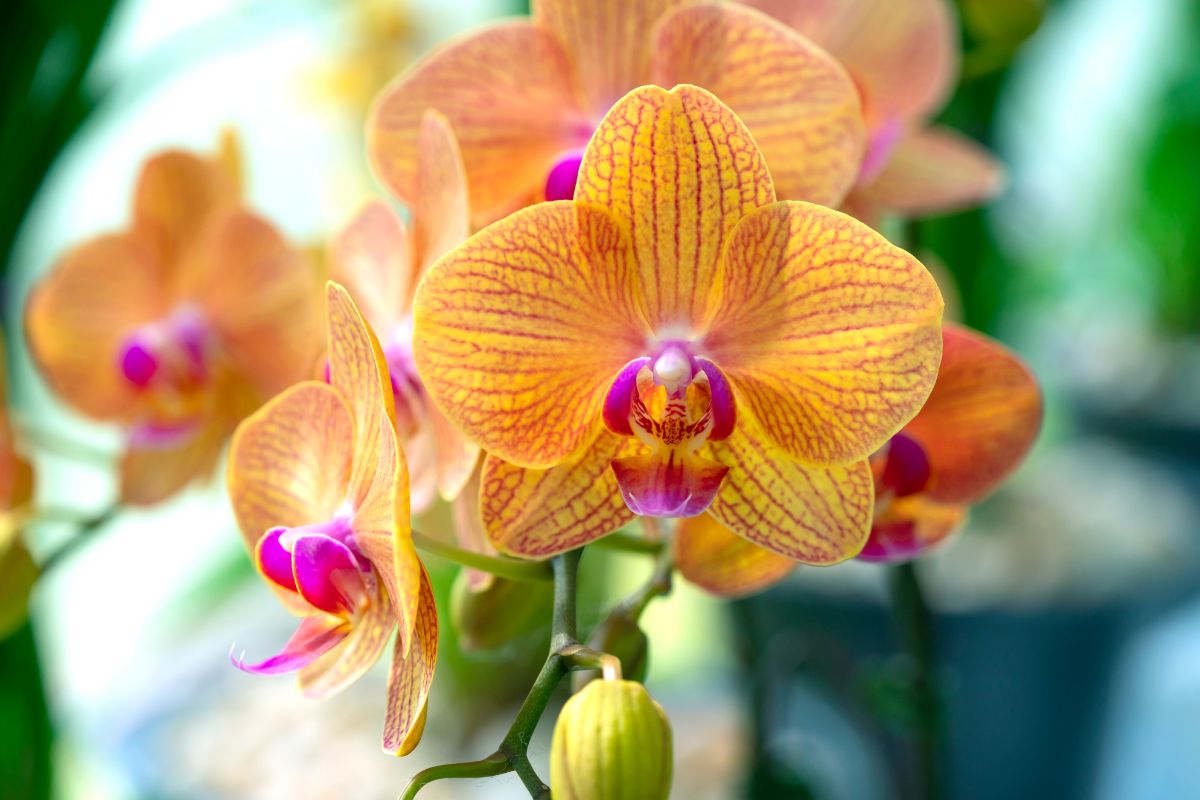 A purple and yellow flowering orchid