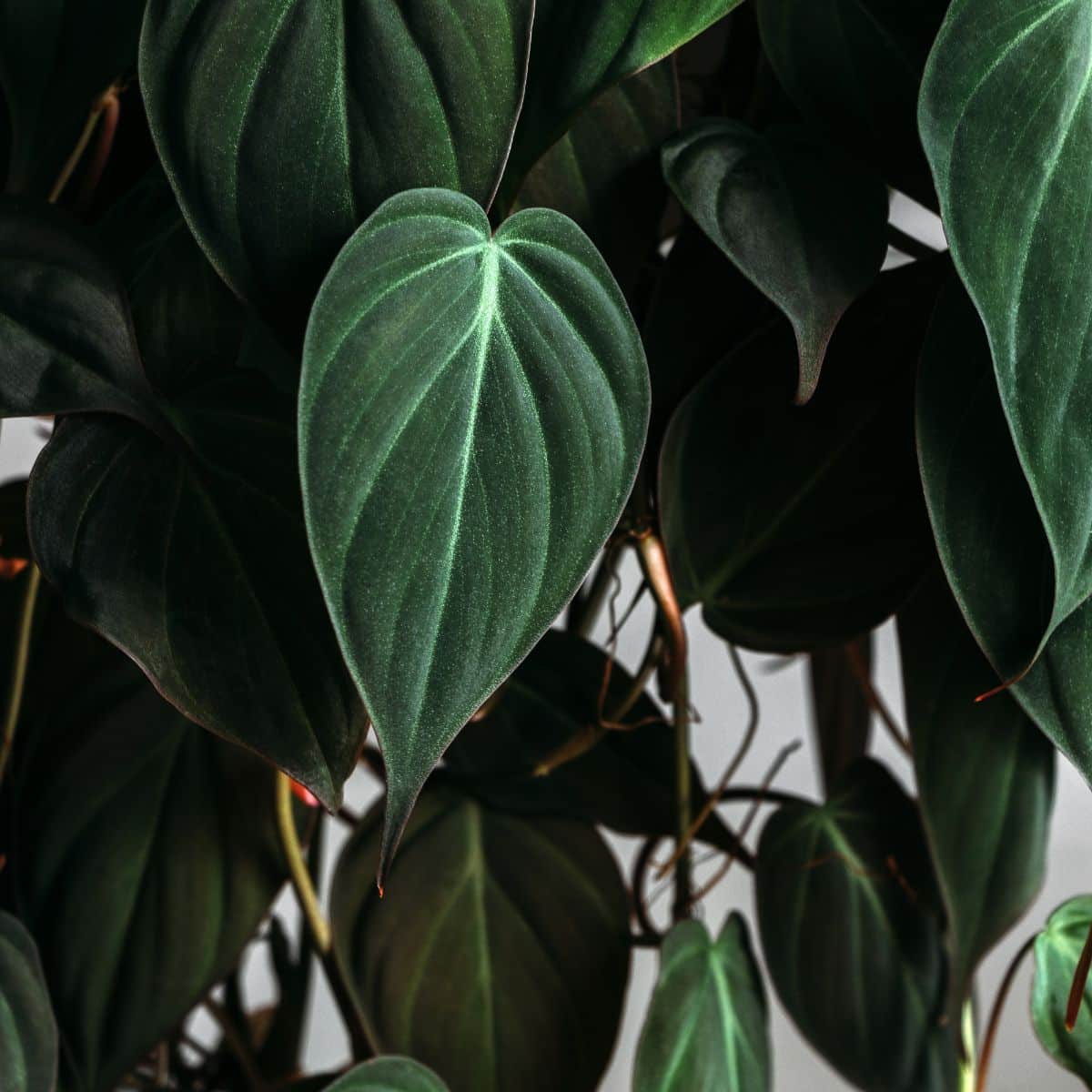 Philodendron houseplant