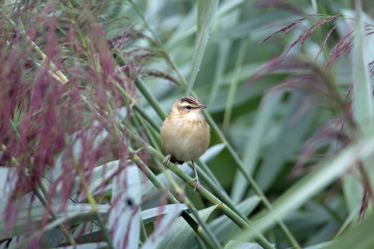 A bird sitting on a blade of ornamental grass