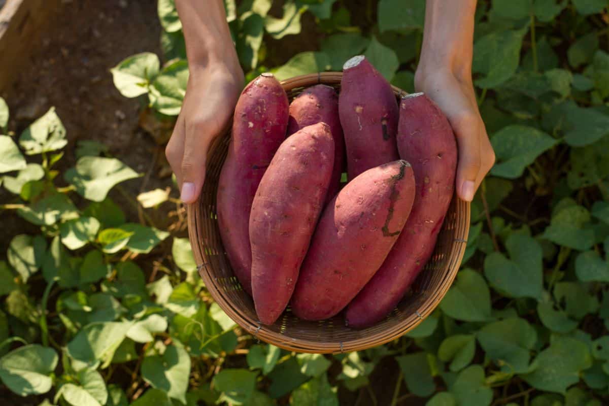 A basket of freshly harvested sweet potatoes