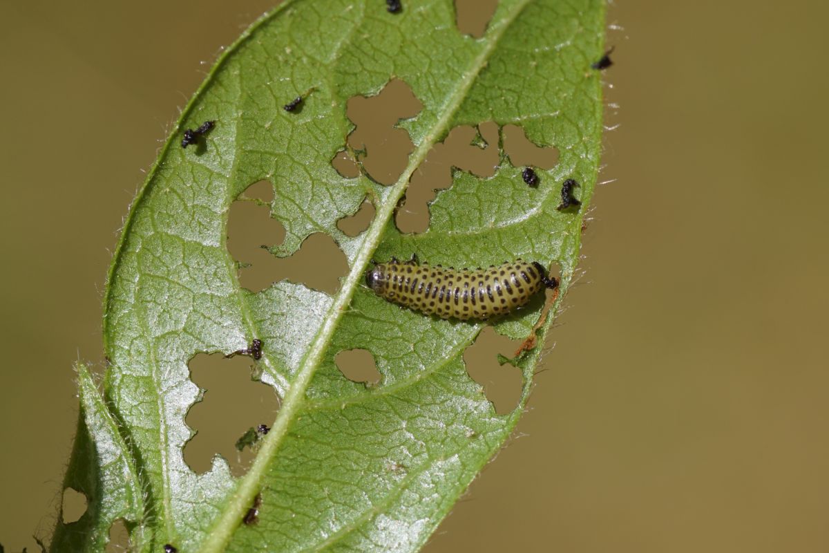 A larval viburnum leaf beetle