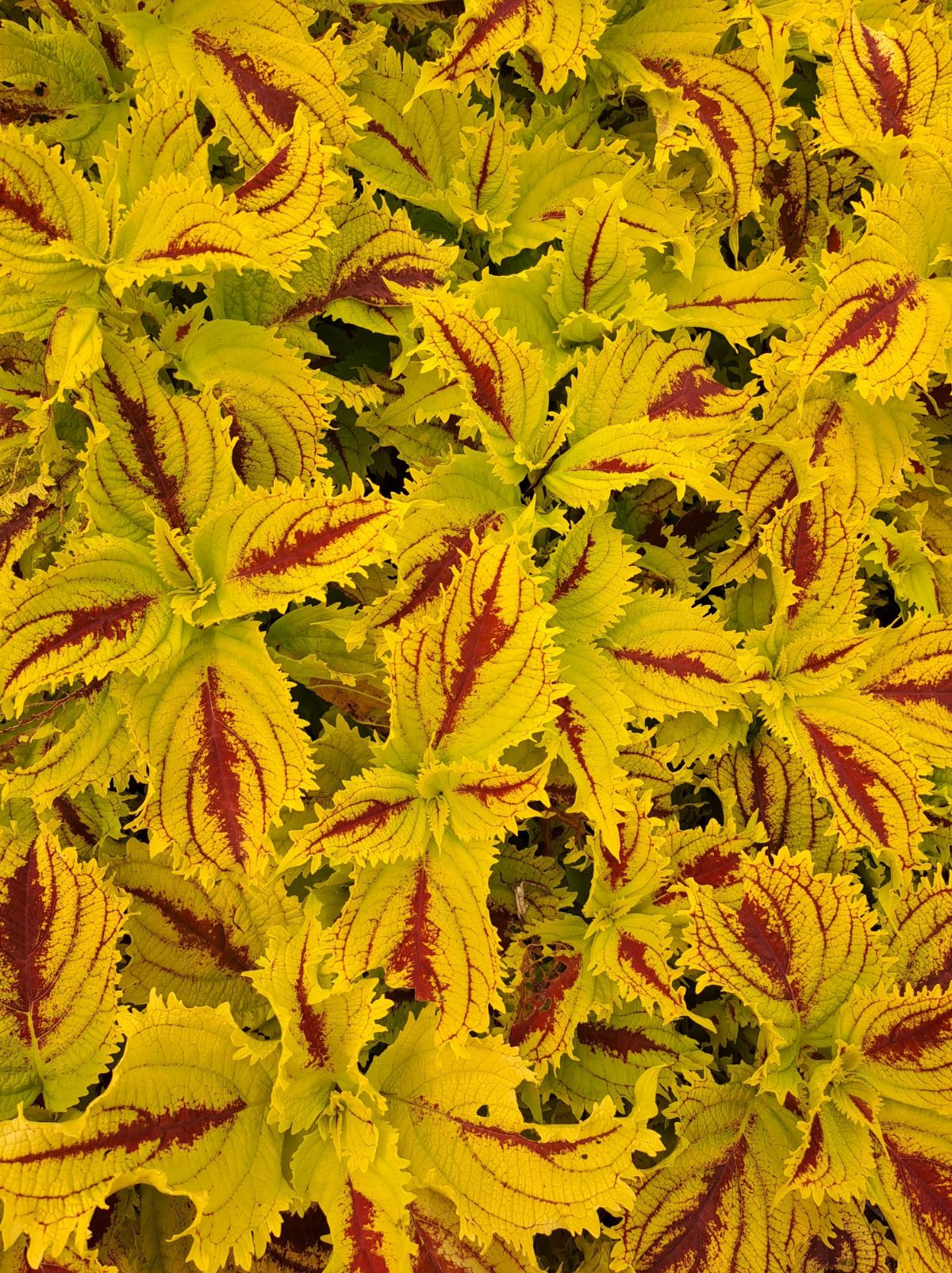 Yellow and red leaved coleus plant