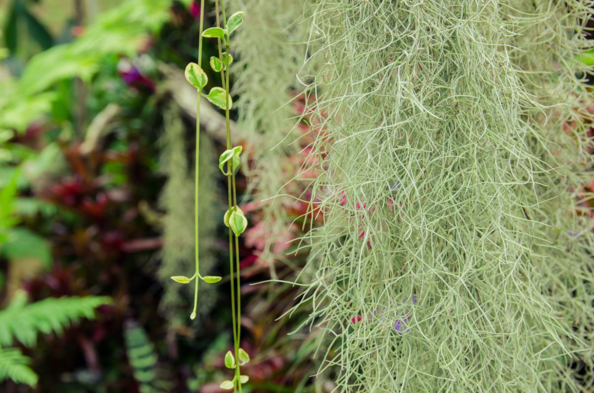 Hanging Spanish moss plant