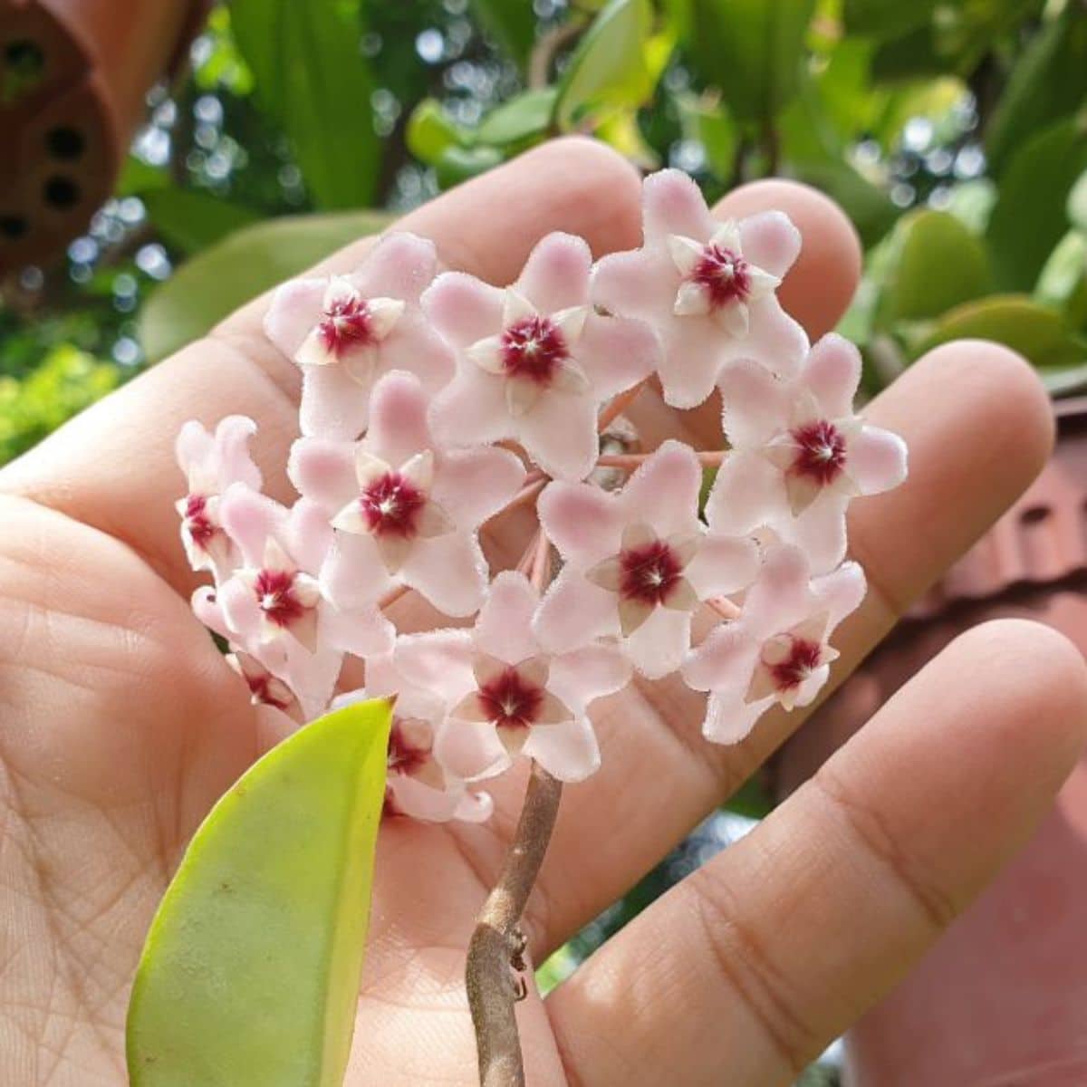 Blooming pink Hoya Carnosa flowers on hand.