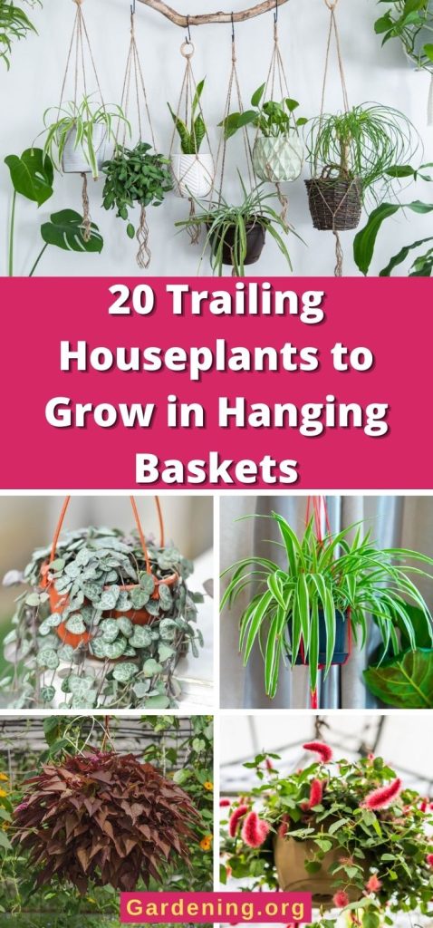 20 Trailing Houseplants to Grow in Hanging Baskets pinterest image.