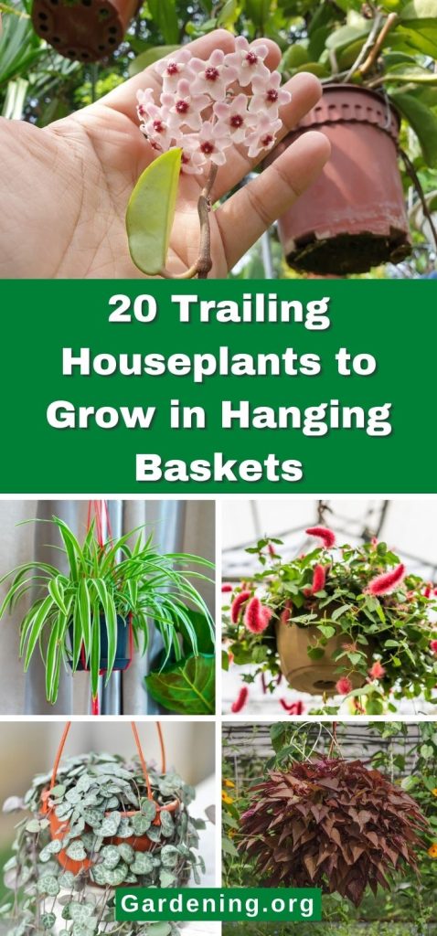 20 Trailing Houseplants to Grow in Hanging Baskets pinterest image.