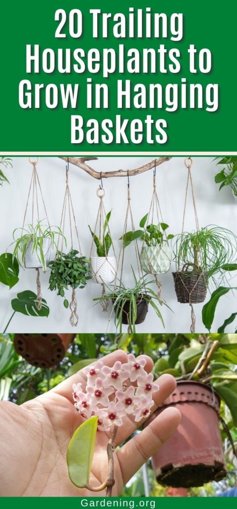 20 Trailing Houseplants to Grow in Hanging Baskets pinterest image.