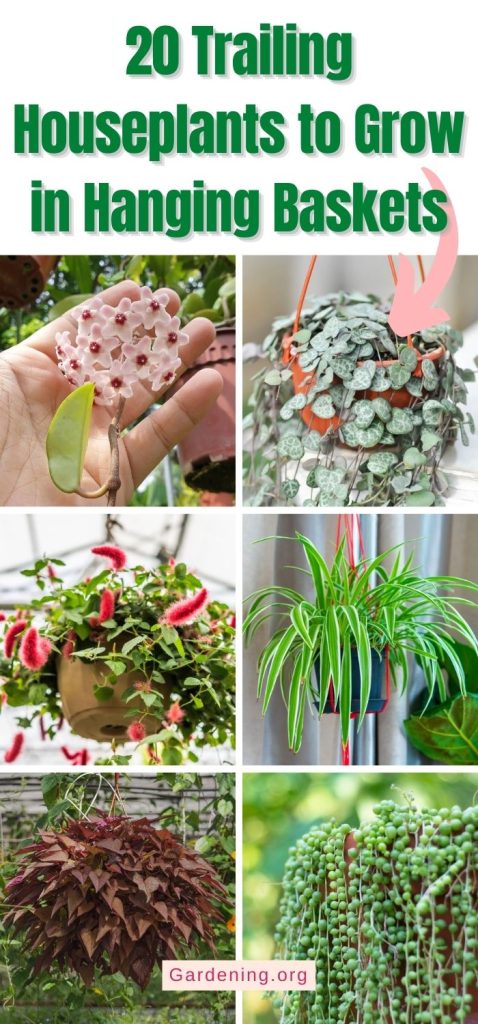 20 Trailing Houseplants to Grow in Hanging Baskets pinterest image.