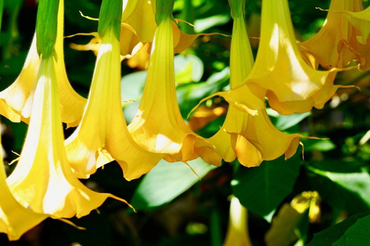 Yellow flowering angel trumpet kept as a houseplant