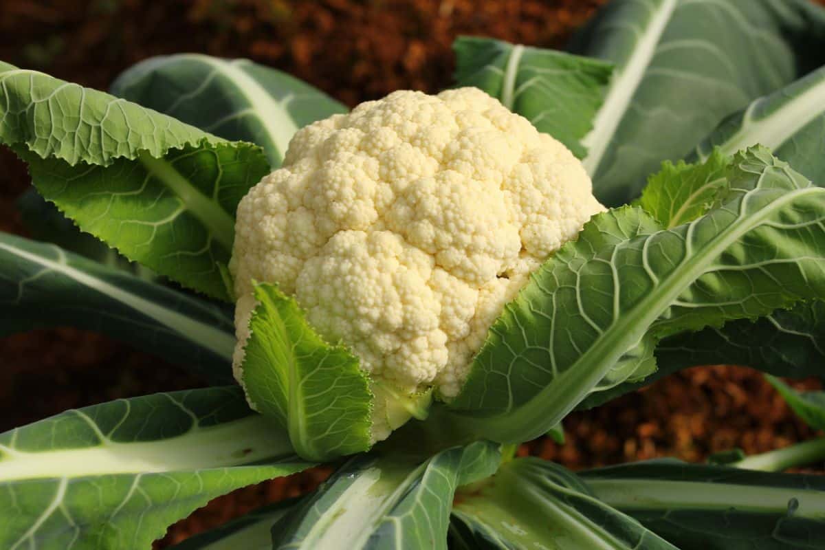 A nice white head of cauliflower 