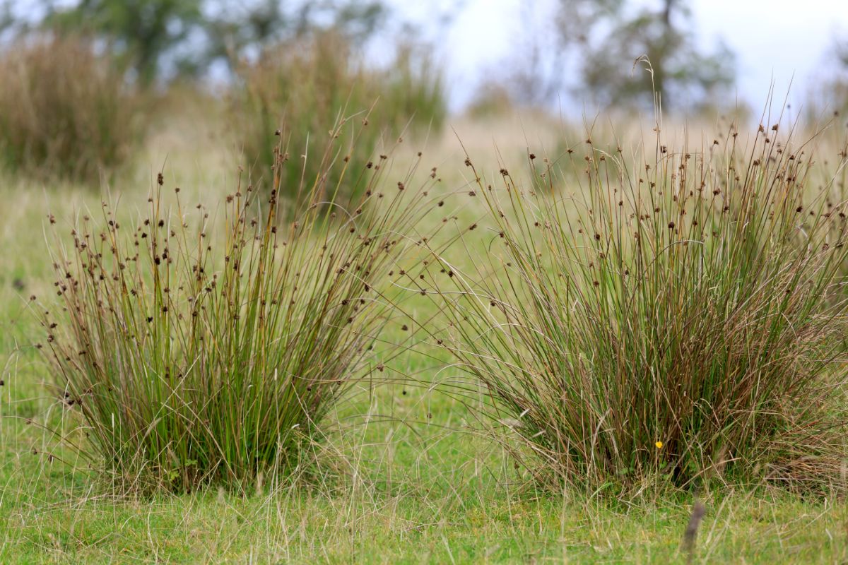 Tufts of common rush plant